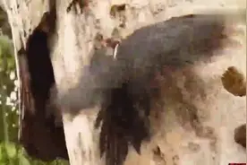 啄木鸟啄树啄出一条蛇，吓死宝宝了视频封面