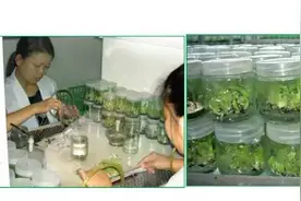 香蕉“宝宝”是这样长大的（全图展示）图片