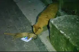 猫咪捕捉黄鼠狼，难逃一劫视频封面