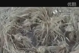 高清视频英国女子拍下UFO制作麦田怪圈全过程