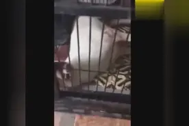 让你们看看狗得狂犬病的样子 太恐怖了！视频封面