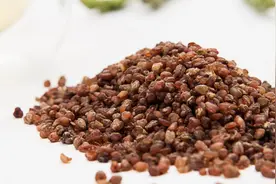苦荞胚芽茶的泡法及功效图片