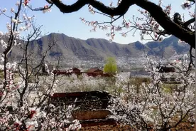 唐山人你就想看南湖樱花？这些地方的花海也不要错过！图片