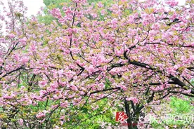 炎陵县今年3月要办桃花节 株洲市内及周边赏花地图图片