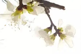 森爱推荐 | 春天来了，在植物园散步才是正经事图片