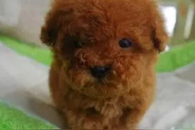 母子偷天价泰迪犬获刑秒杀工人吃柯基 网友:狗狗都不放过啊图片