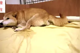 柴犬生宝宝全过程，又一个新的生命诞生在这世间视频封面