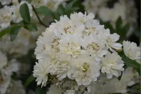 木香有何作用与功效 原来木香还有这作用图片