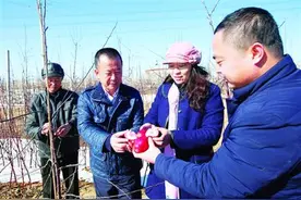 盖州“红肉”苹果苗木成了抢手货图片