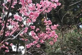 中正纪念堂 山樱花粉宫梅绽放图片