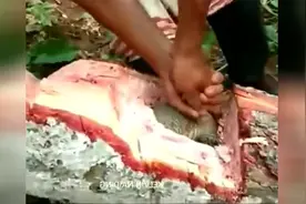 国外男子劈开一巨树 没想到发现惊人的一幕视频封面