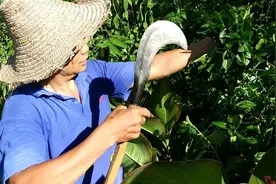 农村传统的中药浴，对人体皮肤有好处，尤其是女性视频封面