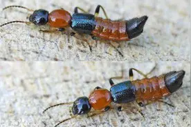 高层住户需防虫 隐刺虫咬伤怎么办图片