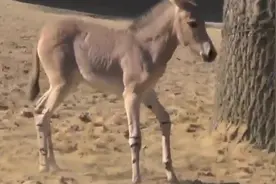 野驴寻找伴侣的过程，蹦蹦跳跳还没长大就知道找媳妇