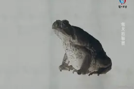 实拍动物世界中蛾在树叶上产下数百枚卵开始孵化