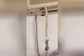 空调突然爬出来一条蛇吃老鼠！这间房子的主人应该睡不好觉了吧！视频封面