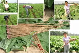 牛蒡的功效与作用-牛蒡的药用价值图片