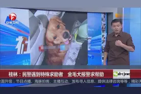 桂林：民警遇到特殊求助者 金毛犬报警求帮助视频封面