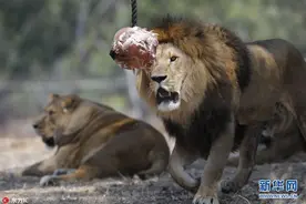 以色列50度高温天气 动物园狮子啃冰镇肉消暑图片