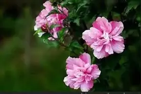 植物百科｜具有“沙漠玫瑰”美称的木槿花图片