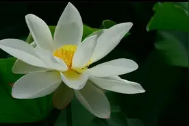 夏日赏荷正当时，来西流湖公园荷花展饱眼福吧！图片