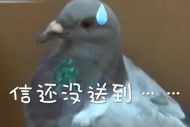 视频丨最囧飞鸽情书：洛阳起飞信鸽遇暴雨迫降南京图片