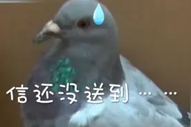 视频丨最囧飞鸽情书：洛阳起飞信鸽遇暴雨迫降南京图片