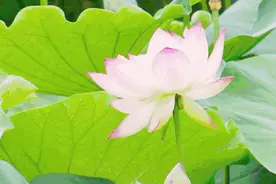 宝鸡这8个最佳赏荷地，许你一个最美夏日！图片