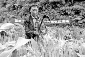 威宁100亩紫小麦试种成功图片