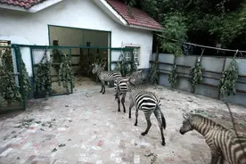 襄阳动物园来了新朋友 4只斑马从美国“飞”来图片