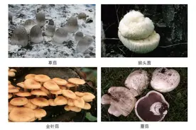 常见食用菌及野生毒菌的辨识与中毒解救图片