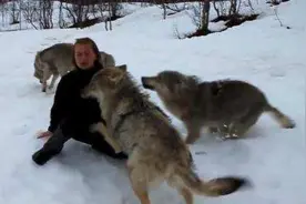 女子被一群狼围住一把将她推到在地让人担心，可结果却好温馨图片