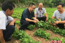 四川阆中抗癌斗士成扶贫勇士 身患两癌一直奋战在扶贫第一线图片