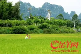 网记走进五彩田园 看现代特色农业的“广西榜样”图片