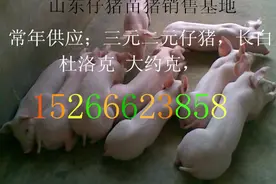 山东临沂仔猪批发基地图片
