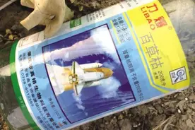 夫妻食用自己种植的小青菜后中毒图片
