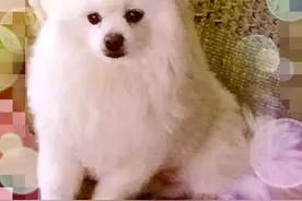 美食|太郎麻麻私厨——南瓜鸡麦糕（尤其适合老年犬）图片