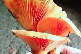 枞菌，满是回忆的美味佳肴图片