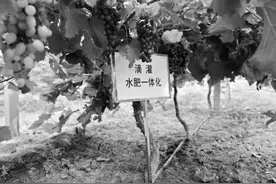 “一减一提”之间看水肥一体化图片