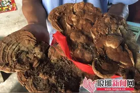 临沂市民捡4斤多重“红蘑菇”被鉴定为野生灵芝图片