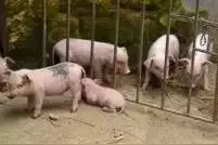 别有事无事猪栏转圈，养猪中的这些忌讳你犯了吗？图片
