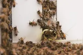 数万蜜蜂阁楼集结 蜂农将其装进大袋图片