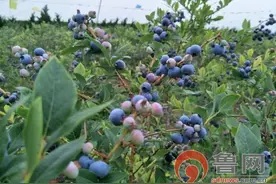 即墨华山高新区爱心大姐于素霞有机蓝莓种植惠民增收众人赞图片