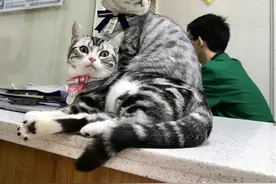 轰动朋友圈！新手司机加完油后，拖着加油枪满街跑……图片