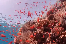 珊瑚虫，天生的海洋建筑师图片