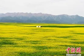 夏日祁连山下“皇家马场”现油菜花海图片