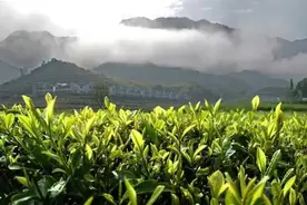 茶叶是个宝，你也赶紧妙用起来！图片