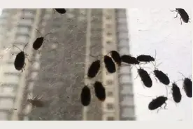 窗边有小虫？它叫榆绿毛萤叶甲图片