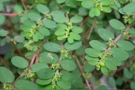 地锦草治老人皮肤瘙痒图片