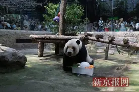 冰块、喷淋、吃水果 高温天动物们也开启“消暑”模式图片